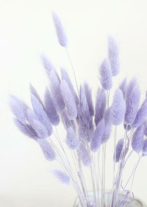 Afloral OCH-42050-451 Dried Bunny Tail In Lavender Dried Flower Centerpieces, Dried Flowers Crafts, Lavender Bunny, Ornamental Grass, Bunny Tails, Bunny Tail, Grass Seed, Ornamental Grasses, Star Flower