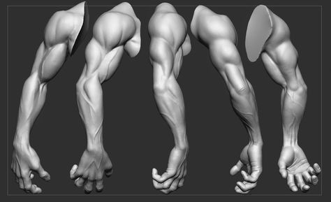 In this study i wanted to know how far i can go without the use of reference. Male Hand Anatomy, Forearm Reference, Muscular Hands, Muscular Forearms, Portrait Anatomy, Zbrush Anatomy, Muscular Arms, Arm Anatomy, Hand Anatomy