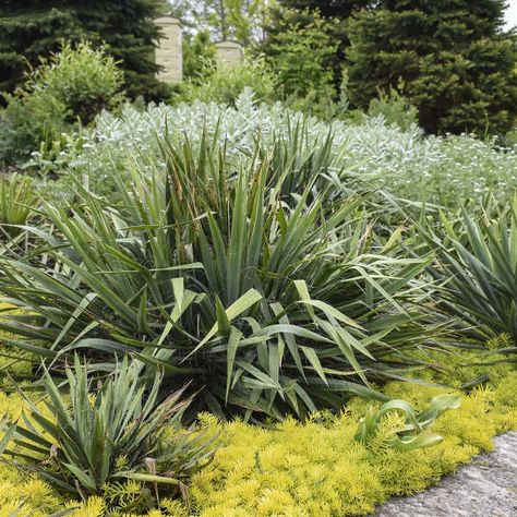 Yucca filamentosa 'Excalibur' | Walters Gardens, Inc. Yucca Filamentosa, Grasses Garden, Plant Combinations, Back Garden, Plant Design, Grey Green, Rock Garden, Tropical Plants, Backyard Landscaping