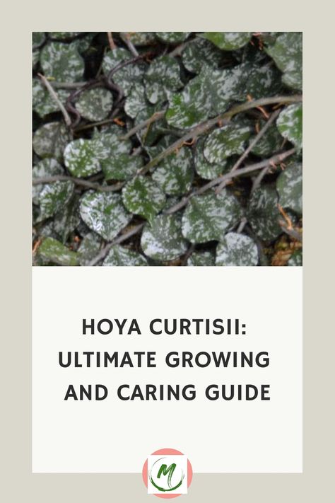 Are you wanting the best Hoya Curtisii care advice? We have everything you need to know about growing these amazing plants! Hoya Curtisii, Amazing Plants, Insecticidal Soap, Organic Compost, Wax Flowers, Indoor Jungle, Neem Oil, Top Soil, Porcelain Flowers