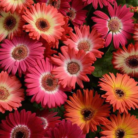 Gerbera Daisy Seeds, Gerbera Daisy Flower, Gerbera Jamesonii, Potted Plants Patio, Long Blooming Perennials, Gerbera Flower, Globe Amaranth, Shade Garden Plants, Gerbera Daisies