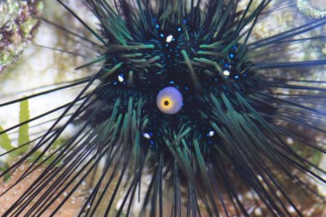 Magic Eyes, Reverse Image Search, Sea Urchin, Marine Animals, Nature Images, Deep Sea, Beautiful Nature, Defense, Fish Pet