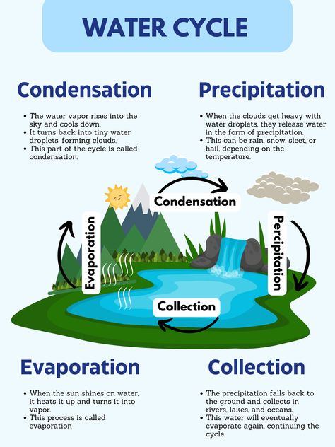 Water Cycle Diagram Science, Teaching Science Elementary, Natural Resources Lesson, Organ Functions, Selena Party, Science Model, Geography Notes, 1st Grade Reading Worksheets, Basic Geography