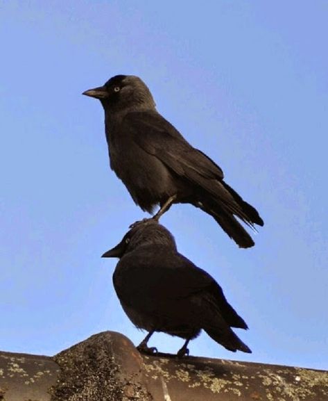 Crows Being As Annoying As Corvid-ly Possible Black Crows, Black Birds, Crows, The Sky, Birds, Black