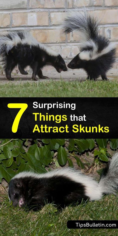 Create all-natural skunk repellent that gets rid of the critters without animal control. Raccoons and skunks are attracted to grubs and larvae in the yard as well as cat food and trash in your garbage can. Predator urine and cayenne pepper are great ways to repel skunks. #what #attracts #skunks Skunk Trap, Skunk Repellent, Skunk Removal, Getting Rid Of Skunks, Skunk Spray, Skunk Smell, Aggressive Animals, Get Rid Of Spiders, Nocturnal Animals