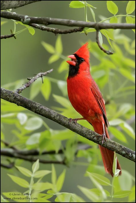 Yellow Cardinal, Ontario Birds, Cardinals Birds, Bird Identification, Northern Cardinal, Polymer Inspiration, Cardinal Bird, Watercolor Projects, Types Of Animals