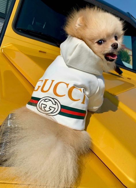 Gucci Dog, Bichon Dog, Happy Colours, Cute Pomeranian, Thermal Jacket, American Street, Akita Inu, Designer Dog Clothes, Baby Fabric