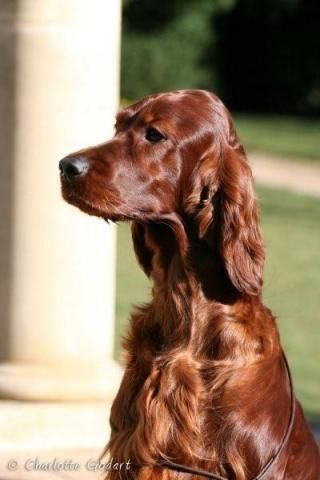 Irish Red Setter, Red Setter, Irish Setter Dogs, Scottish Deerhound, Irish Setters, Irish Beauty, Irish Terrier, Group Of Dogs, Raining Cats And Dogs