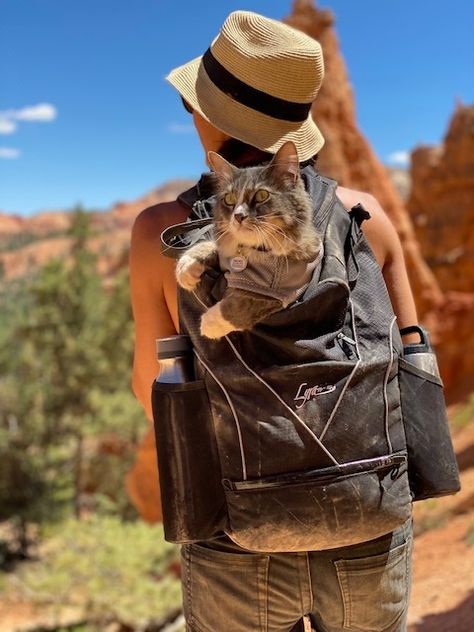 Cat In Backpack, Granola Aesthetic, Inktober 2024, Adventure Cat, Cat Things, Hiking Pack, Shoulder Support, Cat Backpack, Cat Shelves