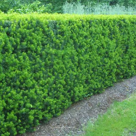 Japanese Yew, Yew Hedge, English Yew, Hedge Plants, Evergreen Hedge, Hedging Plants, Architectural Features, Red Berries, Nurseries