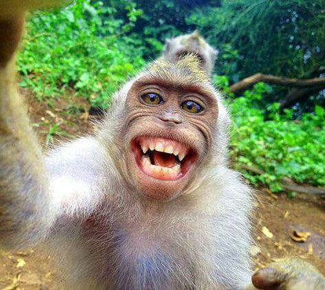 Funny Monkey Pics, Monkey Pics, Monkey Photos, Monkey Images, Funny Monkey Pictures, Scary Photography, Chad Image, Cute Monkey Pictures, Hindi Memes