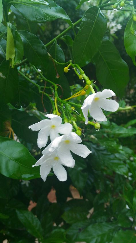 Flowers rain drops 💐 Rain Flowers Photography, Rain Drops On Flowers, Rain Drops Photography, Flowers After Rain, Wet Flowers, Rainy Day Aesthetic, Rainy Morning, Lord Balaji, Beautiful Flowers Photography