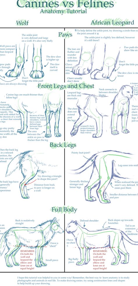 Feline Anatomy, Cat And Dog Drawing, Dog Anatomy, Cat Anatomy, Anatomy Tutorial, Drawing Eyes, Cat Reference, Animal Study, Anatomy Drawing