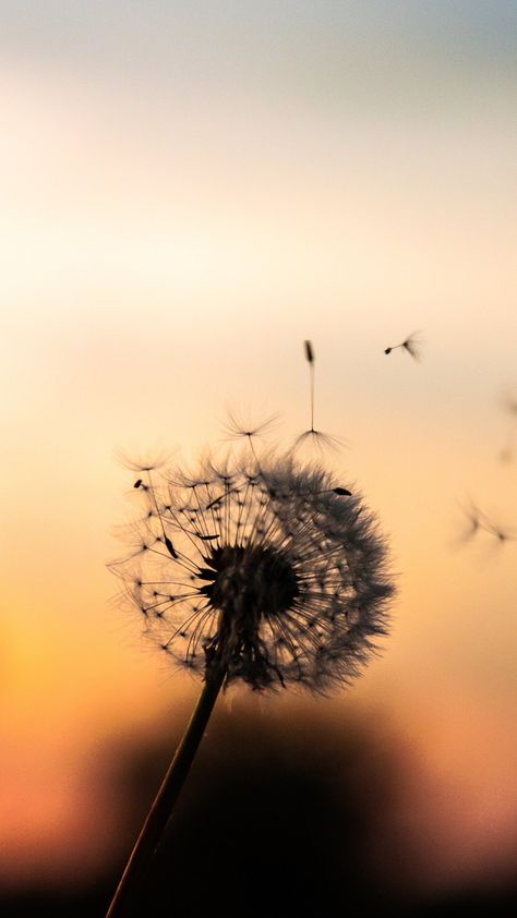 Dandelion Wallpaper Iphone Quotes Backgrounds, Calming Images, Dandelion Wallpaper, Dandelion Art, Sunflower Wallpaper, Backgrounds Phone Wallpapers, Pretty Wallpaper Iphone, Tumblr Wallpaper, Photography Wallpaper