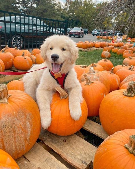 Halloween Puppy, Golden Life, Super Cute Puppies, Fall Dog, Cute Animals Puppies, Very Cute Dogs, Cute Dog Pictures, Puppy Photos, Golden Retriever Puppy