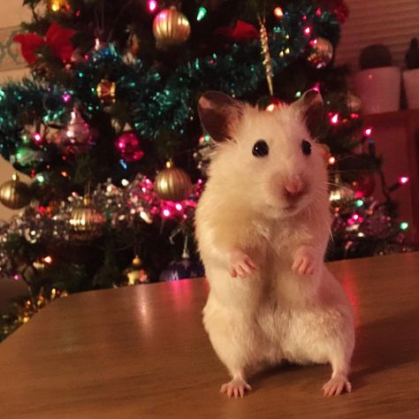 Christmas Pfps Funny, Christmas Pets Funny, Aesthetic Hamster, Hamster Wallpaper, Hamster Christmas, Christmas Hamster, Hamster Cartoon, Pfp Christmas, Funny Christmas Pictures