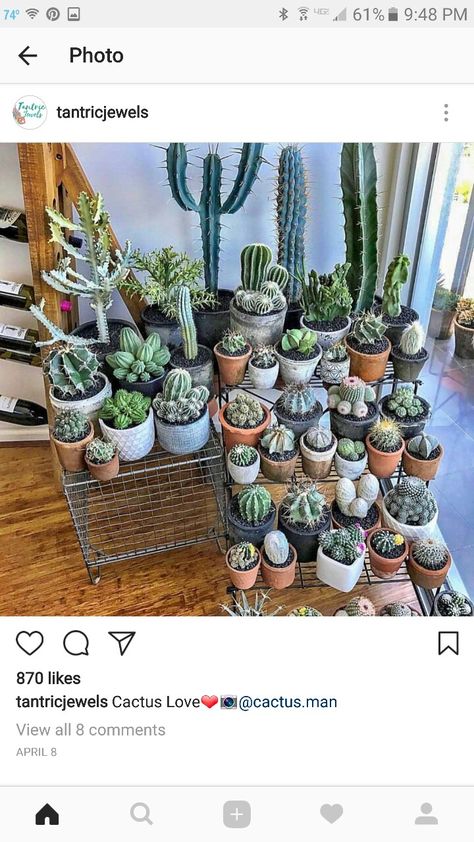 Cacti Aesthetic, Mini Cactus Garden, Lithops Succulents, Kaktus Dan Sukulen, Backyard Decorating, Cactus Arrangement, Cactus House Plants, Succulent Planter Diy, Cactus Planta