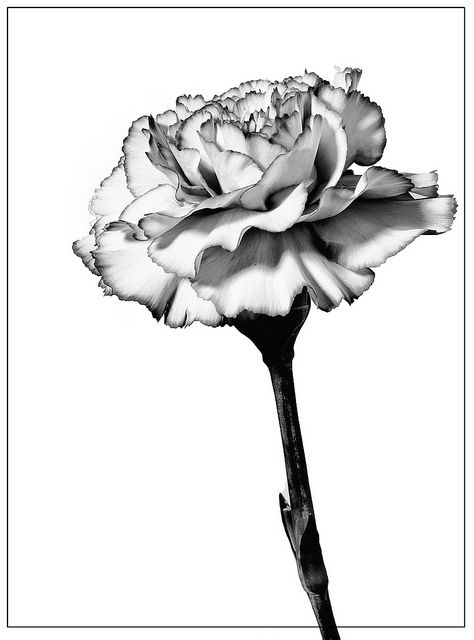 White Carnations Tattoo, Carnation Bouquet Drawing, Carnations Tattoo Design, Realistic Carnation Tattoo, Black And Grey Carnation Tattoo, Carnation Tattoo Sleeve, Carnation Sketch, Carnation Tattoo Design, Carnation Flower Tattoo Design