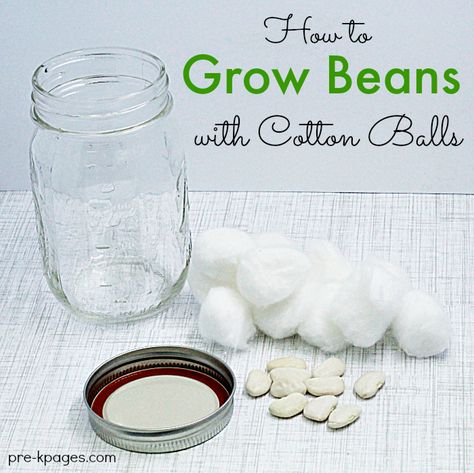 Planting and Growing a Beanstalk in Preschool - Pre-K Pages Planting Beans Preschool, Bean Growing Experiment, Seed Crafts Preschool, Planting Beans, Grow Beans, Growing Beans, Preschool Garden, Planting For Kids, Pre K Pages