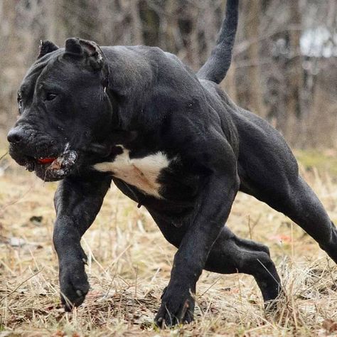 The beast 💥💥💥 . Follow @canecorsoeurope . By @carpatcan  #canecorso #dogsofinstagram #dogs #dogstagram #dogsofig  #bully by #mastiff… Presa Canario, Bully Breeds Dogs, Cane Corso Dog, Corso Dog, Scary Dogs, Mastiff Dogs, Dog Line, Bull Mastiff, Airedale Terrier