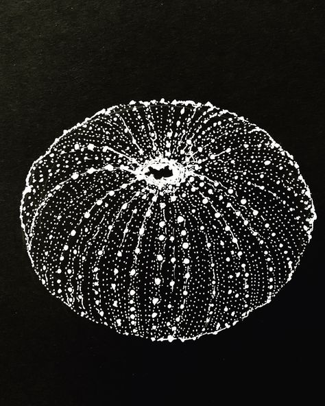 White On Black Paper Drawing, White Ink Black Paper, Zentangle On Black Paper, White Ink Drawing On Black Paper, Sea Urchin Tattoo, Sea Urchins Drawing, Sea Urchin Drawing, Drawing White On Black, Sea Life Biro Drawing