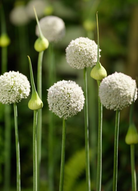 Allium white cloud White Perennials, White Allium, Onion Flowers, Allium Sphaerocephalon, Onion Flower, Garden Plan, Tulip Bulbs, Wedding Garden, Spring Bulbs