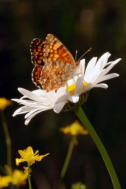 Beautiful Butterfly Photography, Flying Flowers, Iphone Wallpaper Sky, Morpho Butterfly, Butterflies And Flowers, Butterflies Flying, Beautiful Bugs, Butterfly Kisses, Thanks To Everyone