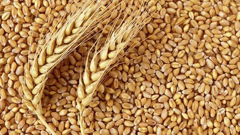 What a wheat crop! | Agweek Wheat Grass Shots, Stop Hair Breakage, Wheat Gluten, Food Security, Wheat Grass, Hair Breakage, Wheat Flour, Natural Hair Care, Fruits And Vegetables