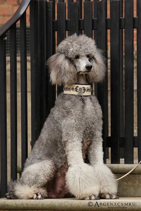 . Anjing Poodle, Poodle Dogs, Puppy Obedience Training, Poodle Cuts, Positive Dog Training, Poodle Grooming, Easiest Dogs To Train, Basic Dog Training, Dog Training Videos