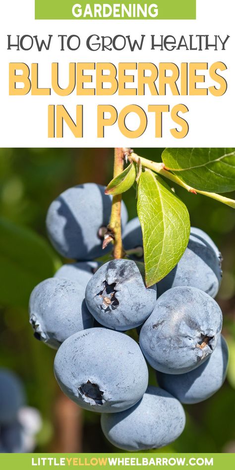 Growing Blueberries Bushes, Blueberries Growing, Grow Blueberries, Blueberry Gardening, Blueberry Bush, Garden Planters Diy, Growing Blueberries, Blueberry Plant, Vegetable Garden For Beginners