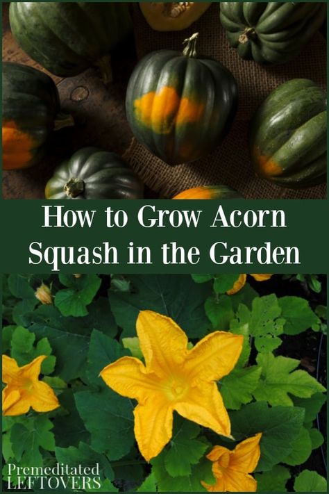 Acorn Squash Seeds, Gardening Backyard, Squash Plant, Organic Gardening Pest Control, Squash Seeds, Types Of Herbs, Organic Vegetable Garden, Gardening Techniques, Acorn Squash