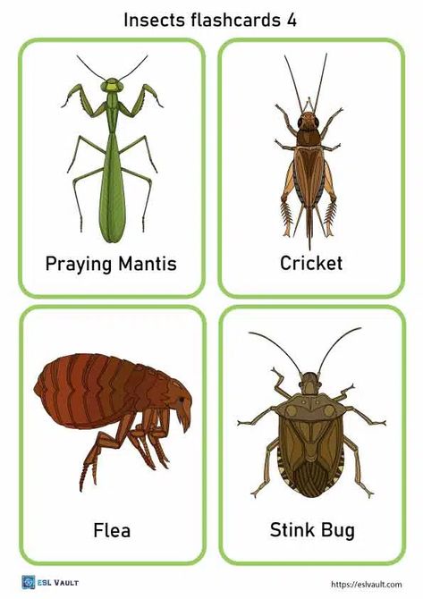 24 free printable PDF insects flashcards - ESL Vault Insect Preschool, Homeschool Themes, Hygiene Activities, Dictionary For Kids, Insects Preschool, Bug Images, Pictures Of Insects, Fall Themes, Beautiful Insects