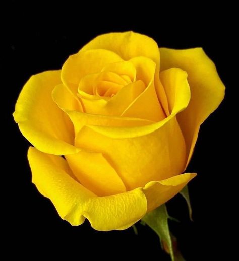 Yellow Rose Flower, Rose Belle, Rose Flower Pictures, Fuchsia Flowers, Have A Nice Weekend, Belle Rose, Rose Trees, Nice Weekend, Rainbow Roses