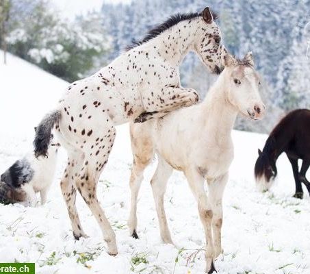 Appaloosa Foal, Foals Playing, Spotted Horse, Leopard Appaloosa, Horses In Snow, Amazing Horses, Beautiful Horse Pictures, Horse Inspiration, Cowboy Horse