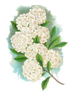 Spirea Flower, Pom Flowers, Printable Clip Art, Pom Pom Flowers, Digital Flower, Sweet William, Greek And Roman Mythology, Antique Images, Flower Artwork