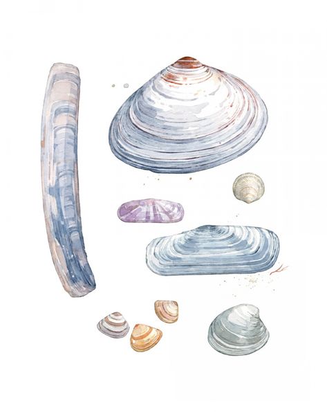 Sea Illustration Art, Ocean Theme Tattoos, Shell Drawing, Coastal Watercolor, Shell Tattoos, Art Coquillage, Watercolour Texture Background, Sea Life Art, Watercolor Ocean