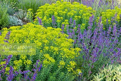 Euphorbia seguieriana subsp. seguieriana and Nepeta 'Six Hills Giant' Trees Around House, Euphorbia Seguieriana, Euphorbia Wulfenii, Planting Companions, Plants Combination, Euphorbia Plant, Landscape Simple, Suburban Garden, Perennial Garden Plans