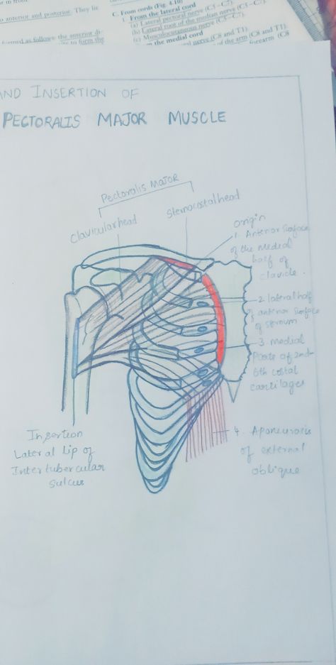 Origin and insertion Spine Diagram Anatomy, Anterior Abdominal Wall Anatomy, Morpho Anatomy Book, Occipital Bone Anatomy, Anatomy Origins And Insertions, Pectoralis Major, Major Muscles, Anatomy, Humanoid Sketch