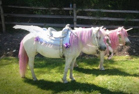 You Can Rent These Awesome ‘Unicorn’ Ponies For Your Next Party Pony Ride Birthday Party, Pony Party Theme, Mobile Petting Zoo, Kids Castle, Rainbow Unicorn Party, Pony Birthday Party, Zoo Party, Pony Rides, Pony Party