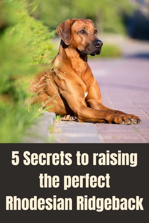 Rhodesian Ridgeback Training, Rodesien Ridgeback, Ridgeback Puppies, Rhodesian Ridgeback Puppies, Dog Recall, Puppy Life, Ridgeback Dog, Rhodesian Ridgeback Dog, Female Dog Names