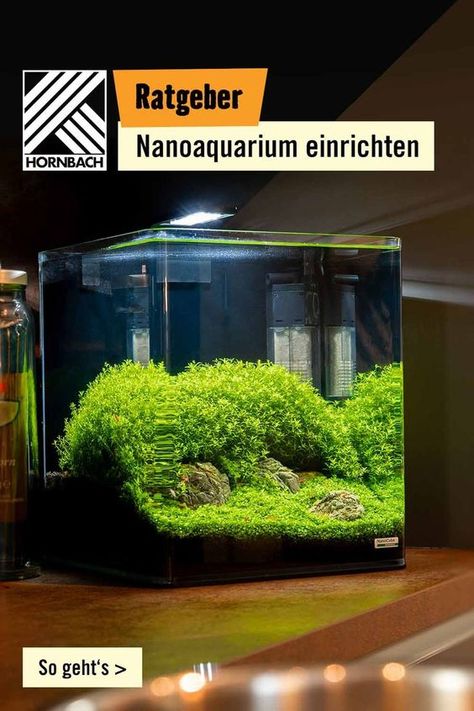 Durch Dein Aquarium fließt Herzblut. Erst recht, wenn es nur wenige Liter fasst. Nanoaquarien sind Aquarien im Kleinformat – und damit auch eine ordentliche Herausforderung. Was Du bei Nanoaquarien beachten musst? Zeigen wir Dir. Nano Aquarium, Aquascape Aquarium, Aquascaping, Botany, Biology, Flower Power, House Plants, Diy And Crafts, Plants