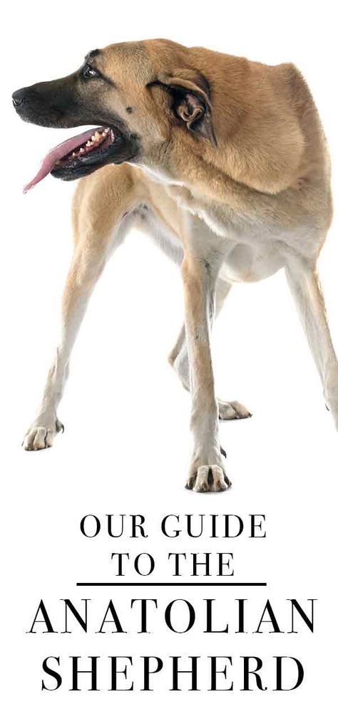 anatolian shepherd guide Anatolian Shepherd Puppies, Russian Bear Dog, Types Of Puppies, Diy Animals, Kangal Dog, Outdoor Dog House, Malamute Dog, Livestock Guardian Dog, Livestock Guardian