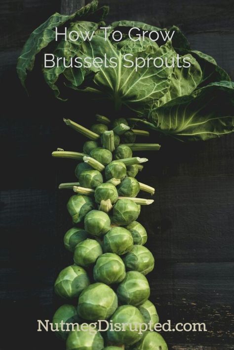 How to Grow Brussels Sprouts - Nutmeg Disrupted Grow Brussel Sprouts, Brussel Sprout Plant, Fruit Fast, Mealy Bugs, Soil Texture, Plants At Home, Grow Food, Gardening Vegetables, Crop Rotation