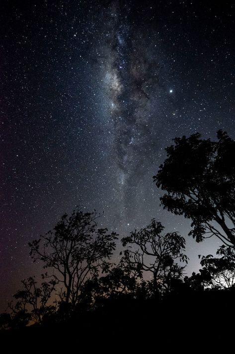 Jungle At Night, Silhouette Forest, Dark Fantasy Book, Trees Silhouette, Incredible Nature, Moon Kingdom, Rainforest Animals, Dream Pictures, Forest View