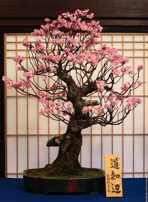 (1) Facebook Sakura Bonsai, Cherry Blossom Bonsai, Bonsai For Beginners, Cherry Blossom Bonsai Tree, Beautiful Bonsai, Plantas Bonsai, Bonsai Flower, Japanese Bonsai, Sakura Tree