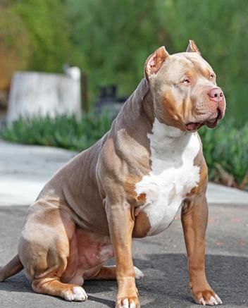 HUGE 100 POUND XXL LARGE MALE PITBULLS BULLY XTREME Bully Xxl, Big Pitbull, Pitbull Dog Puppy, Pitbull Dog Breed, American Bullies, Boxer Dogs Art, Bully Breeds Dogs, Pitbull Art, Dog Breeds List