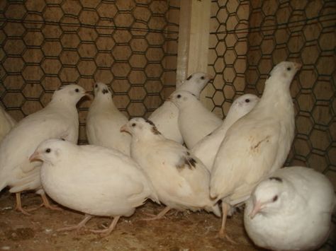 Buy Texas A&M Quail Eggs Here - They are a large breed, have light meat (not all white though) and light skin and are easy to butcher and clean. They are also fast growing. They start laying eggs earlier than most other quail, and the eggs are of high quality and are in high demand. People say they have the best tasting meat. #quail #genera Quail Chicks, Chicken Business, Button Quail, Quail Coop, City Chicken, Gamebirds, Raising Quail, Chicken Poop, Day Old Chicks