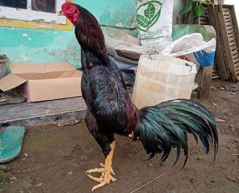 Ayam Cemani, Ayam Bangkok, Ayam Kampung, Pet Chickens, Bangkok, Rooster, Thailand, Indonesia, Animals