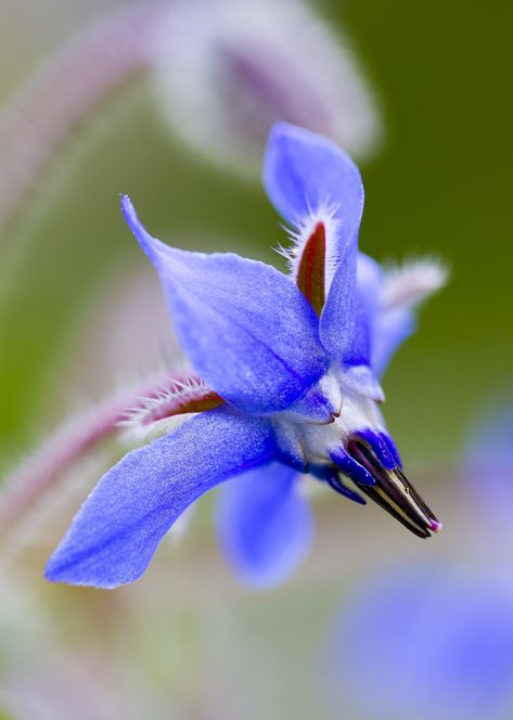 Borage flower Borage Flower, Pinterest Plant, Forest Paintings, Flower Projects, Plants Aesthetic, Plant Projects, Bedroom Wallpaper, Plant Aesthetic, Forest Painting