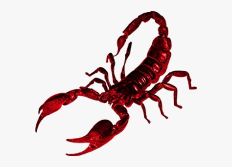 Red Scorpion, Png Free Download, Png Transparent, Transparent Png, Scorpion, Png Image, Free Download, Red